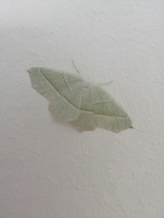 Campaea margaritaria