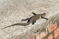 Varanus niloticus