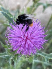 Bombus lapidarius