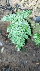 Leptopteris hymenophylloides