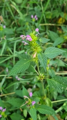 Galeopsis