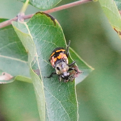Nicrophorus tomentosus