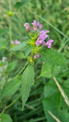 Galeopsis