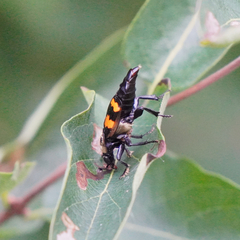 Nicrophorus tomentosus