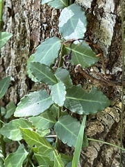 Euonymus