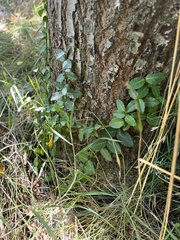 Euonymus