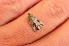 Endothenia quadrimaculana
