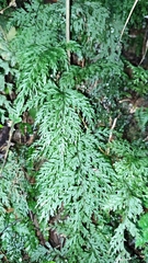 Hymenophyllum demissum