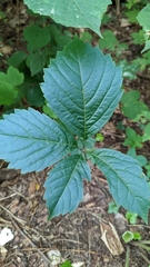 Parthenocissus inserta