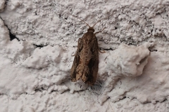 Endothenia quadrimaculana