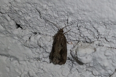 Endothenia quadrimaculana