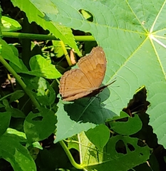Junonia iphita