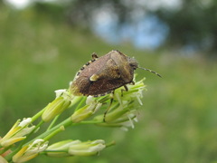 Dolycoris baccarum