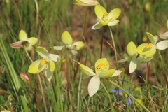 Cyanella alba flavescens