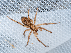 Anyphaena accentuata