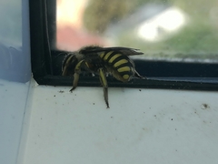 Anthidium manicatum