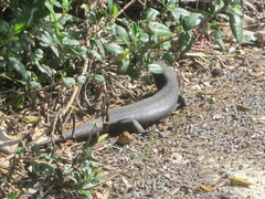 Egernia kingii
