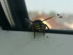 Anthidium manicatum