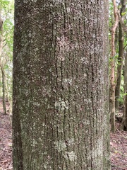 Elaeocarpus dentatus