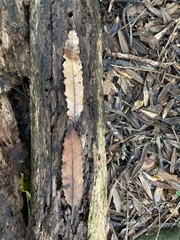 Elaeocarpus dentatus