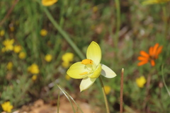 Cyanella alba flavescens