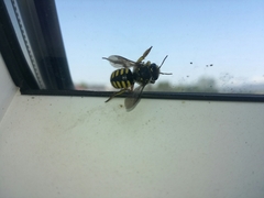 Anthidium manicatum