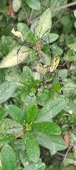 Trichonephila clavata