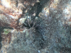 Eucidaris galapagensis