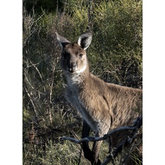 Macropus fuliginosus