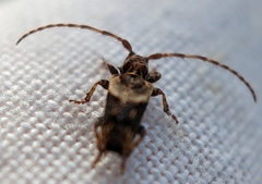 Pogonocherus hispidus