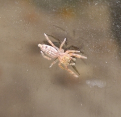 Plexippina
