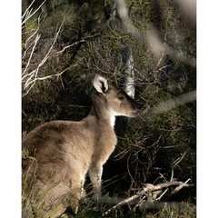 Macropus fuliginosus