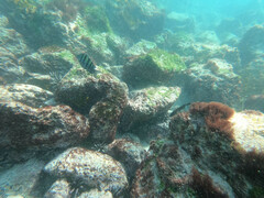 Abudefduf troschelii