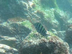 Abudefduf troschelii