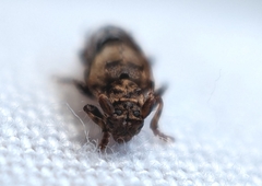 Pogonocherus hispidus