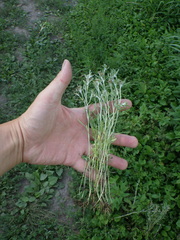 Gnaphalium uliginosum