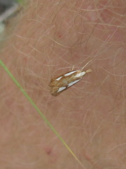 Catoptria