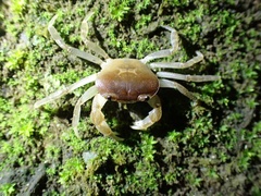 Geothelphusa albogilva