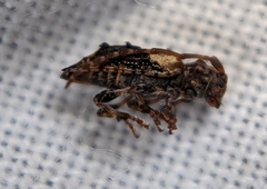 Pogonocherus hispidus
