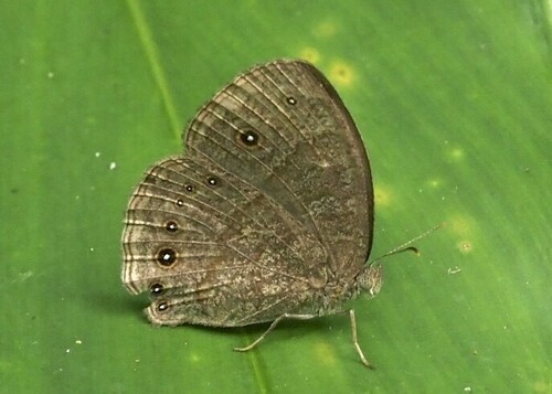 Vulgar Bush Brown