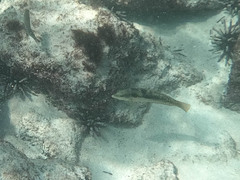 Halichoeres nicholsi