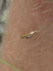 Catoptria