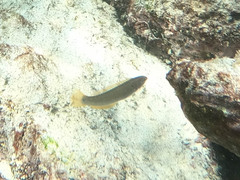 Halichoeres dispilus