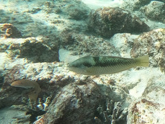 Halichoeres nicholsi