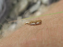 Catoptria