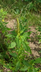 Amaranthus powellii