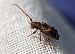 Pogonocherus hispidus