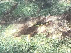 Thalassoma lucasanum