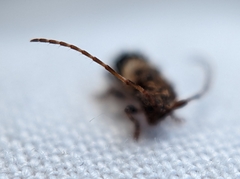 Pogonocherus hispidus