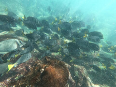 Prionurus laticlavius